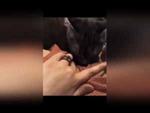 Teenage prostitute sucks dog on Pornsocket at Artzoo