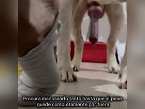 Long-Haired Cats with Erotic Sex, XXX