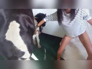 Videos of zoophilia with horses