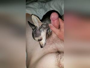 Forbidden Meeting: Woman and Chihuahua