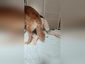 baise canine sauvage : fantasmes tabous