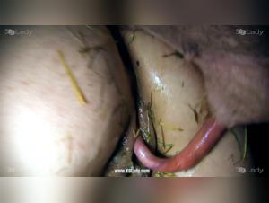 forbidden desires explored