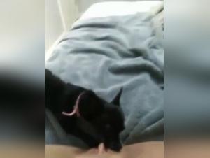 Intimate Video: Dog and Mistress