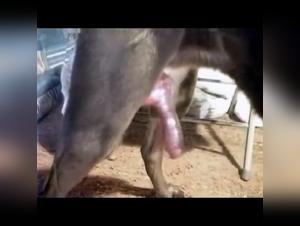 Dogtube: Private Canine Encounters