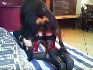 Forbidden Meeting: Woman and Dog