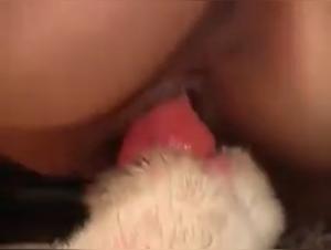 Bestial walk with a dog