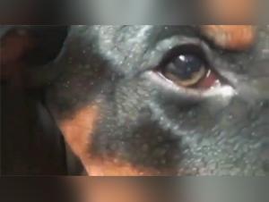 A story of complicity between a woman and her dog