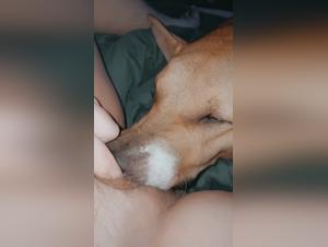 Exploring Canine Submissiveness