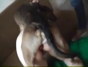 Natalia and Her Dog - A Forbidden Encounter