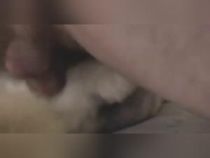 canine submissive art of zoo hd