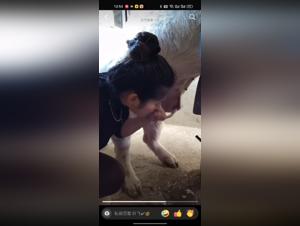 Asian and pig: a video of extreme zoophilia