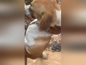 Dog Fucked Up: Alisonprod Collection