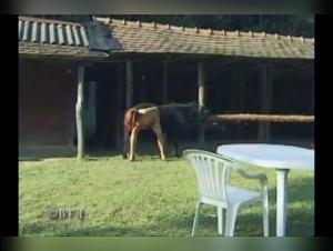 Private zoophilia video with a stallion named Andy