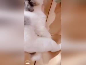 Forbidden relationship: woman and dog