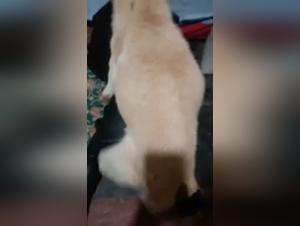 Bitch F*cked by Dog, Extreme XXX Videos