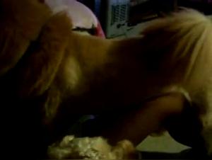 Bitch gets doggystyle fucked - blowjob action