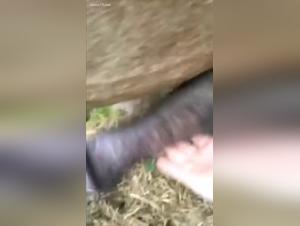 caballo montando, placer animal