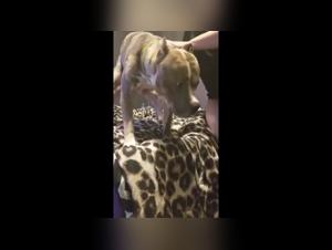 big ass dog knotting : sexe extrême