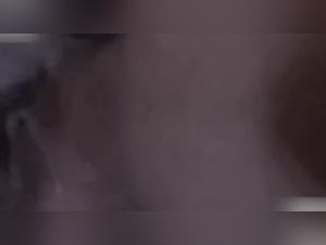 Women and dogs: a bestial passion