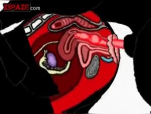 Zoosex Video: A Forbidden Experience