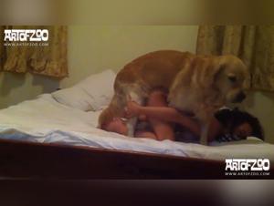 controversial explorations: zoosex in the digital realm