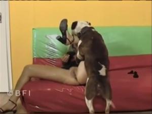Bestiality sex video: a woman and her dog