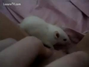 Video of bestiality with a rat
