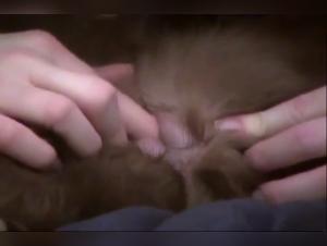 Hardcore dog training: a woman submissive to a dog