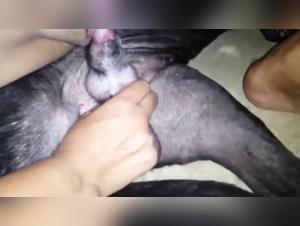 Bestiality with a naughty dog