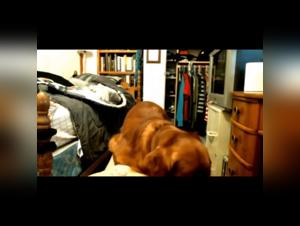 Onlyfan Bestiality: TikTok's Dark Side