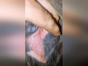 Mujer Se Acuesta con Perro XXX