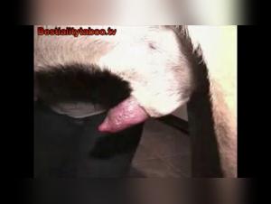 Compilation of dogs subjected to petting and fellatio