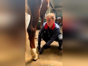 Videos of Bestiality with Horses - Explore the Limits of the Extreme