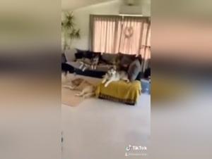 Dog fucks Sluts: Extreme XXX Videos