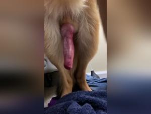 Bestial encounter with a dog with a giant cock