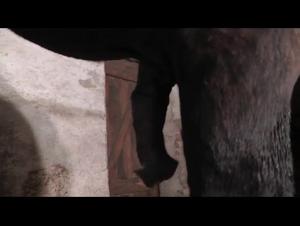 Salope baise chien webcam