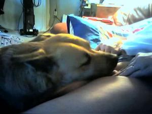 Bestial Experience: Sex with a Dog