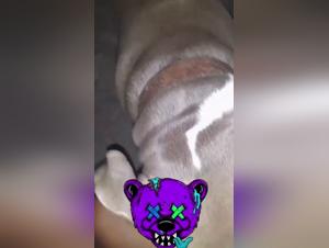 animal zoophilia videos