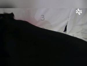 Woman and Dog - A Forbidden Encounter on Video