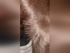 Forbidden Meeting: Woman and Dog