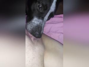 Amateur dog sex video