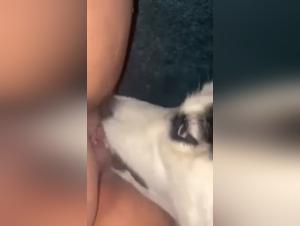 Husky Dog Licking and Sex Video: An Extreme Bestiality Experience