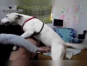 Bestiality Video: Come with me, my dog   and I
