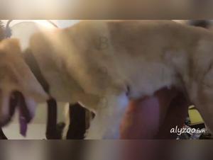 taboo animal practices