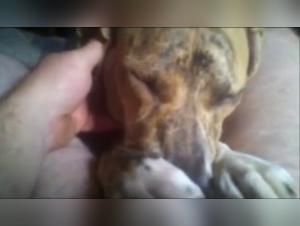 Zoophilia video with a dog and a man