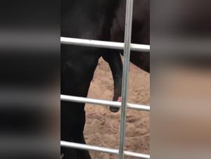 Zoophilia and Bestiality - Horses