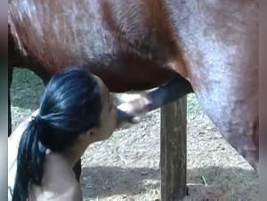 Horse Sex Videos: A Beastly and Exciting Experience