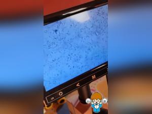 Exciting Bestiality Video: German Shepherd Semen Collection