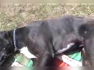 Hunde-Sex mit einer Schlampe