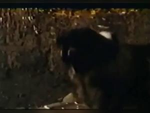 Check out the 1983 bestiality film Human Animals